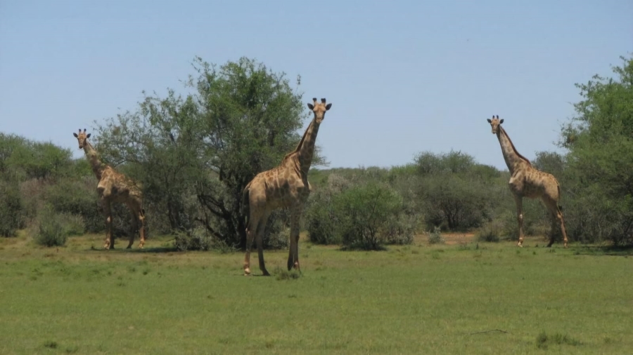 Commercial Property for Sale in Barkly West Rural Northern Cape